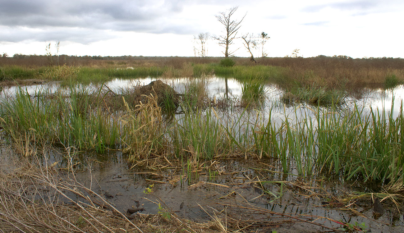 marsh grasses with fallen tree