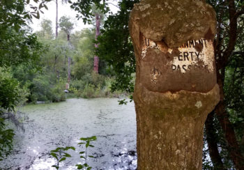 antique sign engulfed by tree