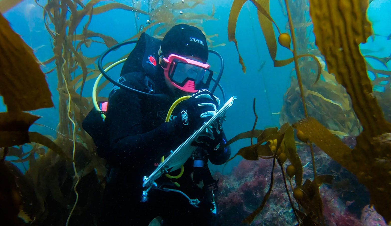 diver records data underwater
