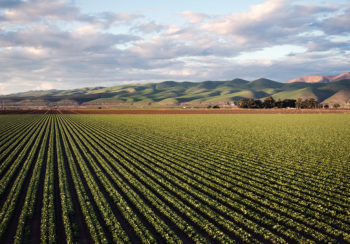 photo of a crop field