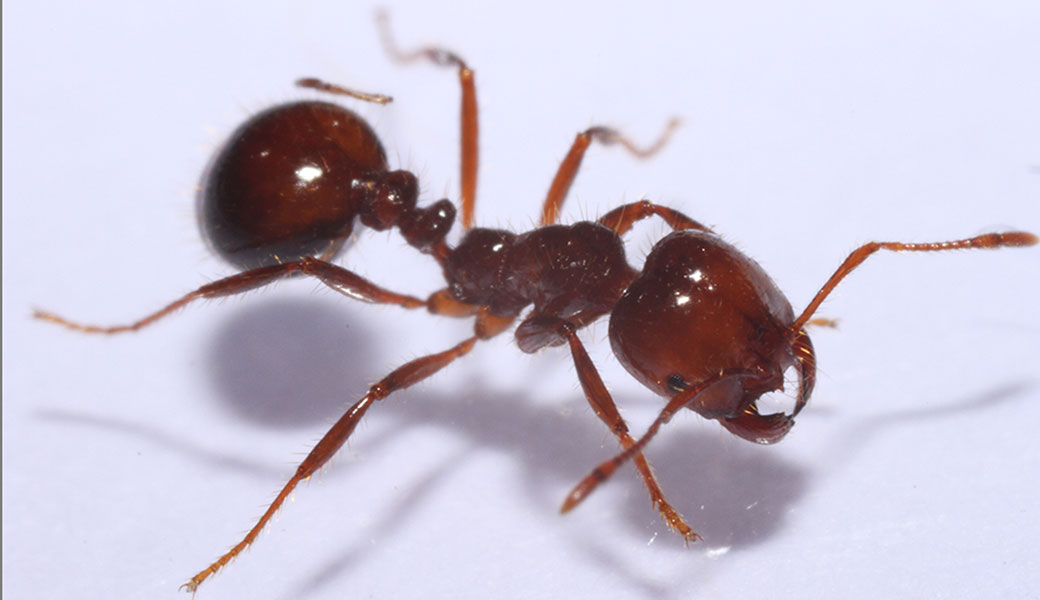 photo of a fire ant