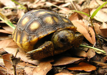 a photo of a hatching gopher tortoise