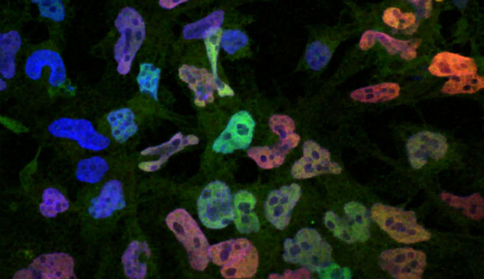 pluripotent-stem-cells