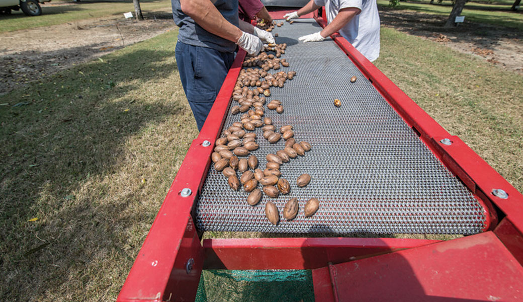 photo of Pecans going through a cleaner on the UGA Tifton campus