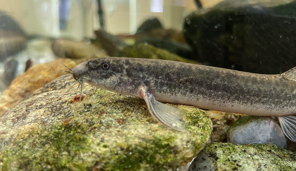 photo of a loach fish