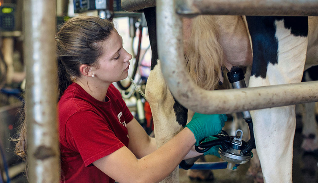 photo of girl milking a cow