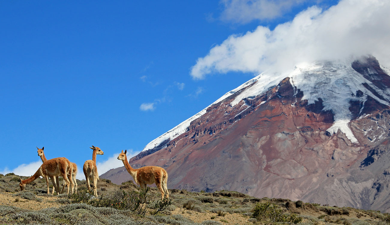 Vicunas, wild relatives of llamas, grazing at Chimborazo volcano high planes, Ecuador, South America