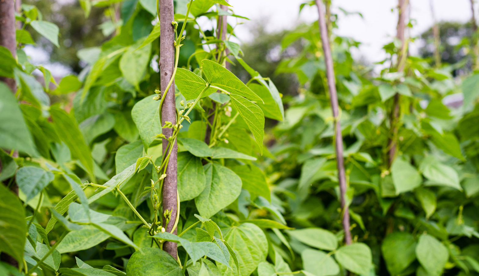 bean plants growing on stakes