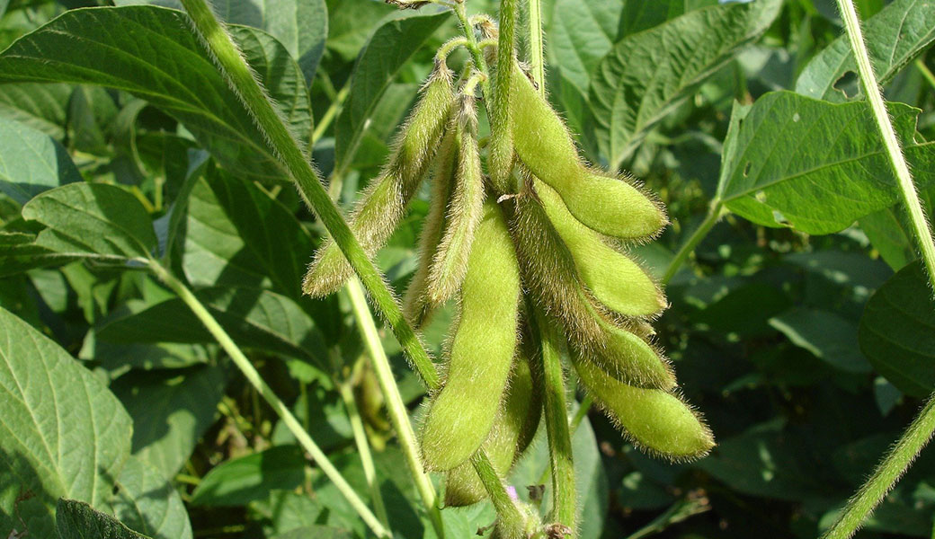 photo of soybean plant