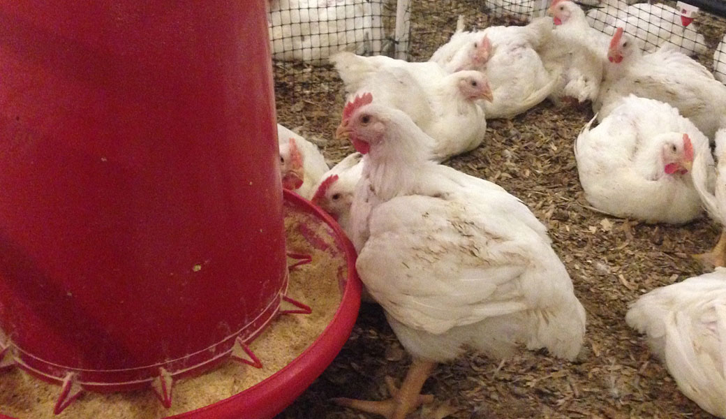broiler hens around feeder in hen house