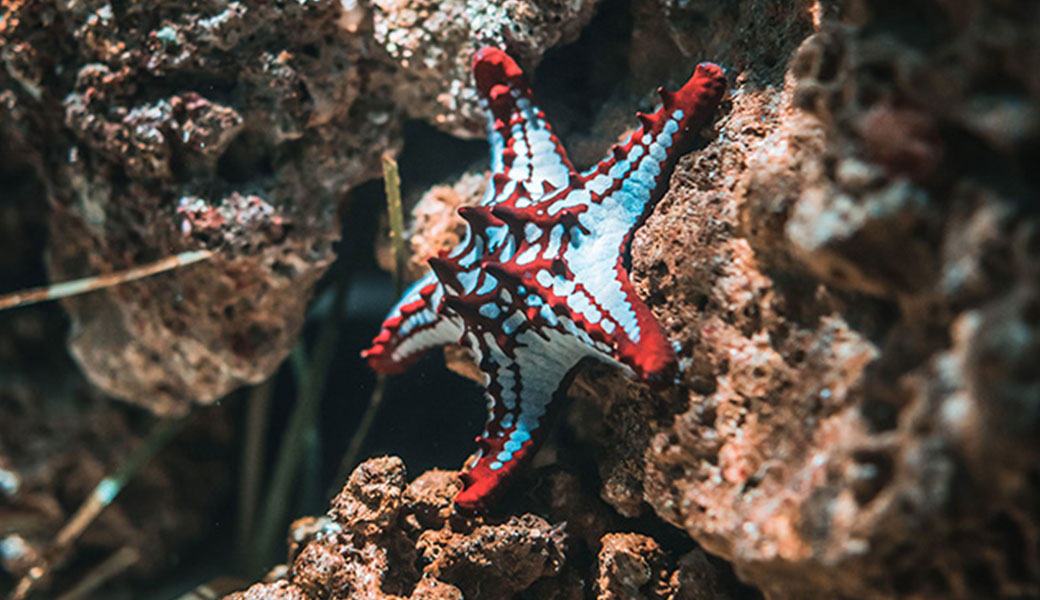 photo of a starfish