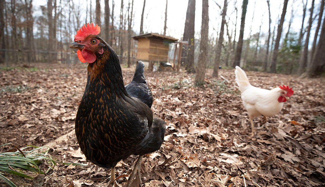 Backyard chickens risk pathogen spread - UGA Research News