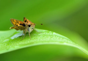 butterfly on a leaf