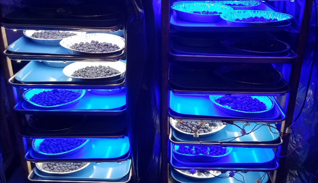 blueberries on trays under blue and white light