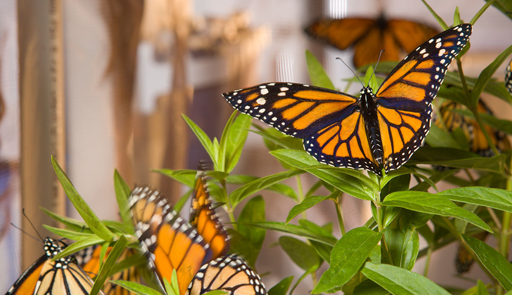 monarch butterflies on bush