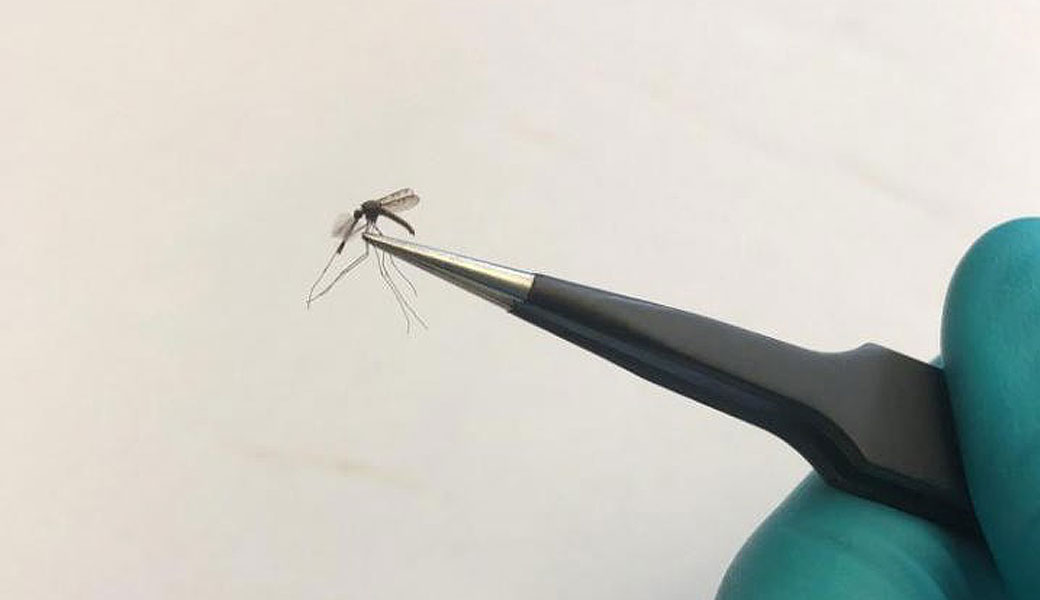 mosquito in laboratory