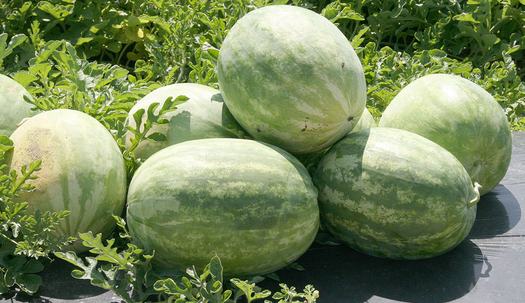 watermelons growing in field