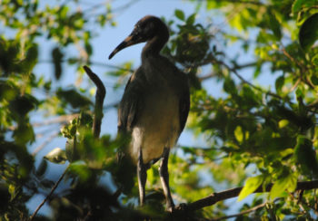 An ibis nests on a tree