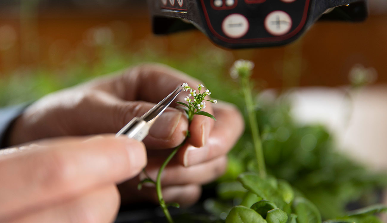 hands using forceps to make a genetic cross with an Arabidopssi plant in the lab