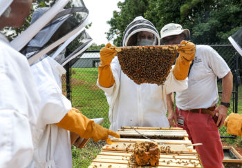 (Center, L-R) Resident Dr. Megan Partyka and Dr. Joerg Mayer inspect a beehive frame during a beekeeping class.