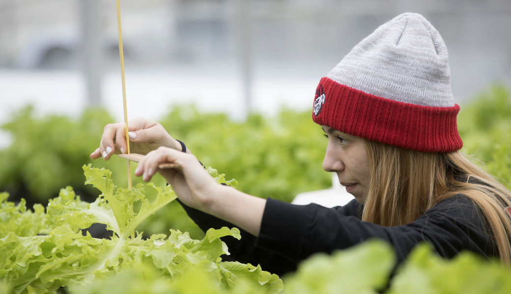 student working with lettuce in greenhouse