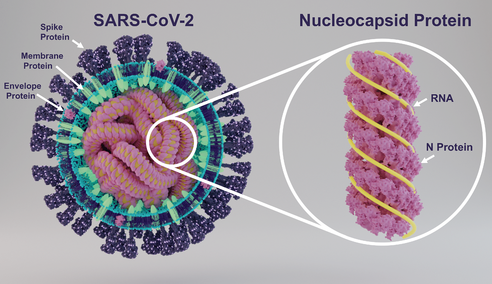 2-COVID19-nucleocapsid-protein-2