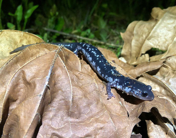 salamander on leaf