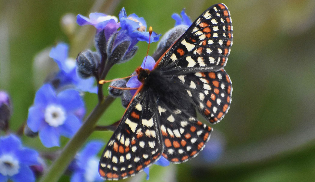 photo of checkerspot butterfly