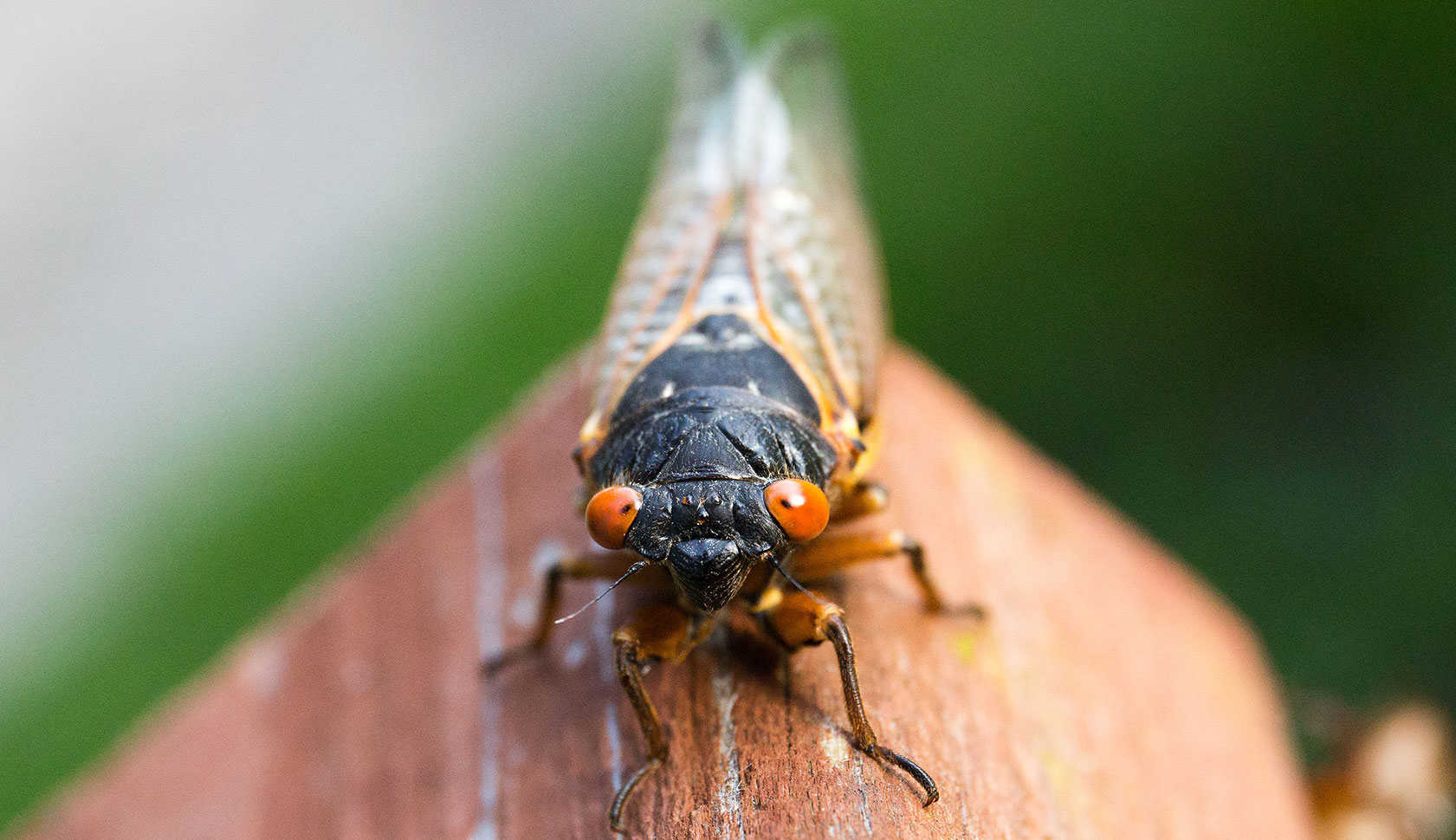 cicada on a piece of wood