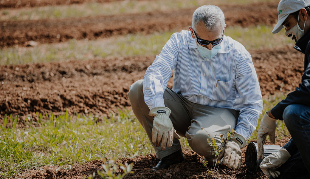 photo of the College of Agricultural and Environmental Sciences' Dean Nick Place in a field inspecting plants