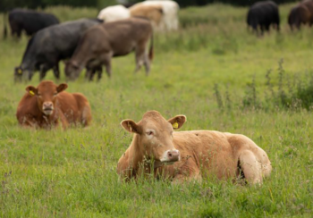 Photo of cows in a pasture