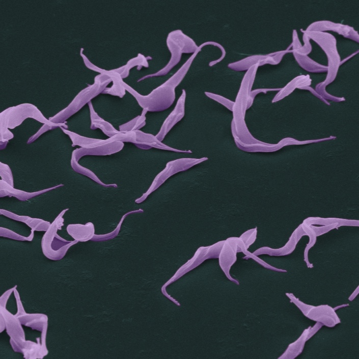 Trypanosomes, shown in purple, evade their host’s immune system, causing diseases like African sleeping sickness and Chagas.