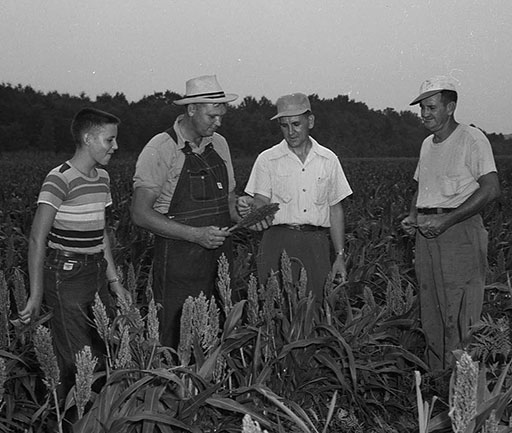 three men and a boy in sorghum field