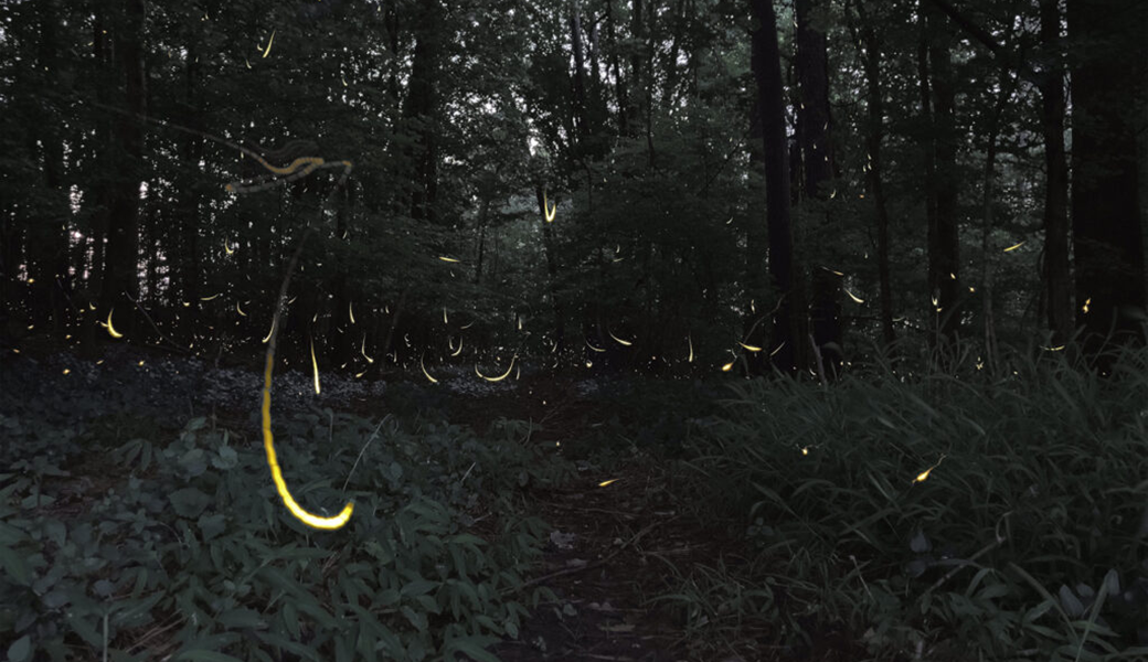 Photo of fireflies in a forest