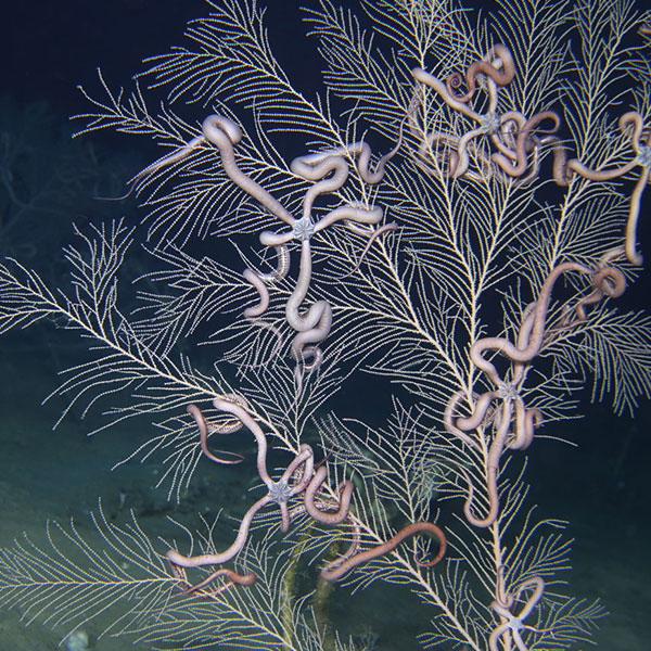 Deep see coral and brittle stars in Gulf of Mexico
