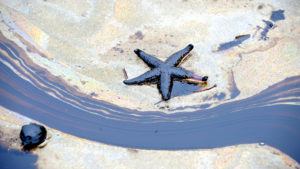 starfish covered in oil in ocean