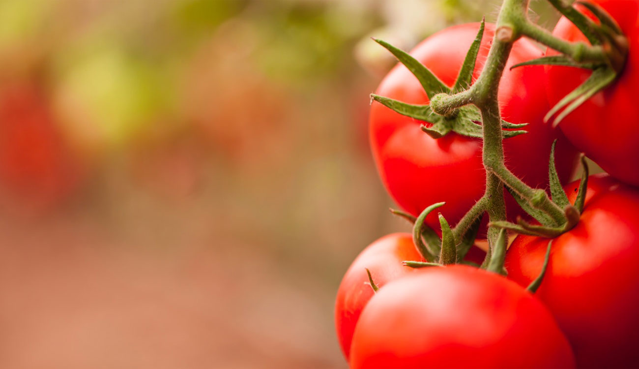 Tomatoes Closeup