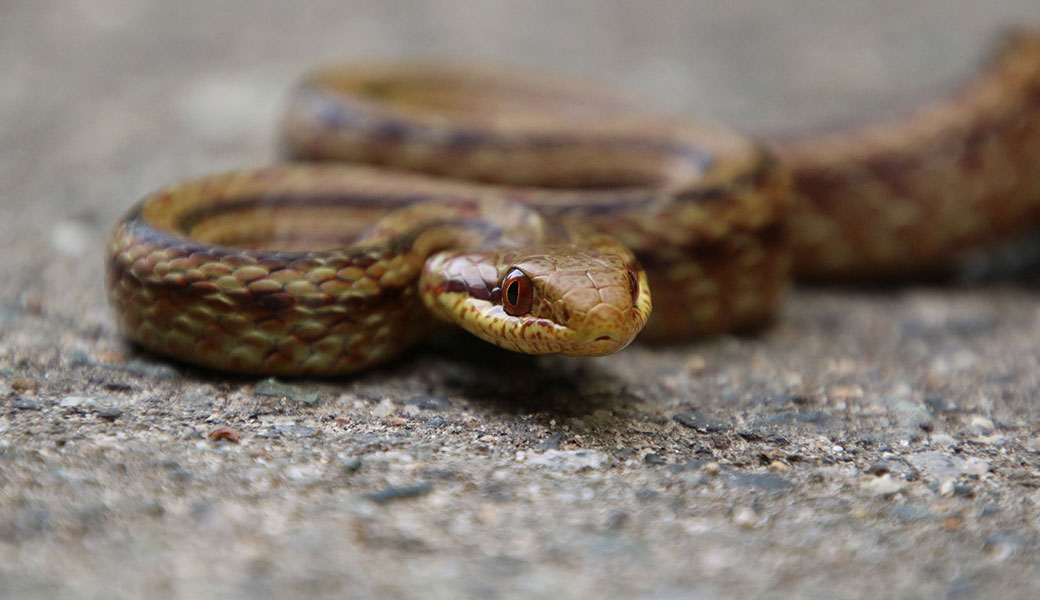photo of a Japanese rat snake crossing a rural road in the Fukushima