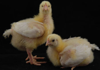 photo of baby chicks