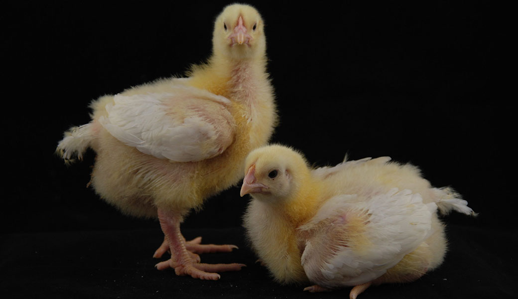 photo of baby chicks