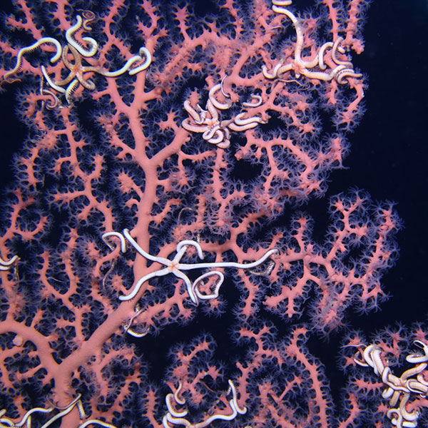 Deep sea coral and brittle stars in Gulf of Mexico