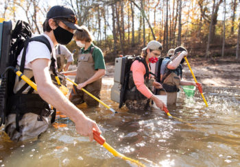 Students from the Warnell School of Forestry and Natural Resources conduct backpack electrofishing during a fish community assessment in local waterways