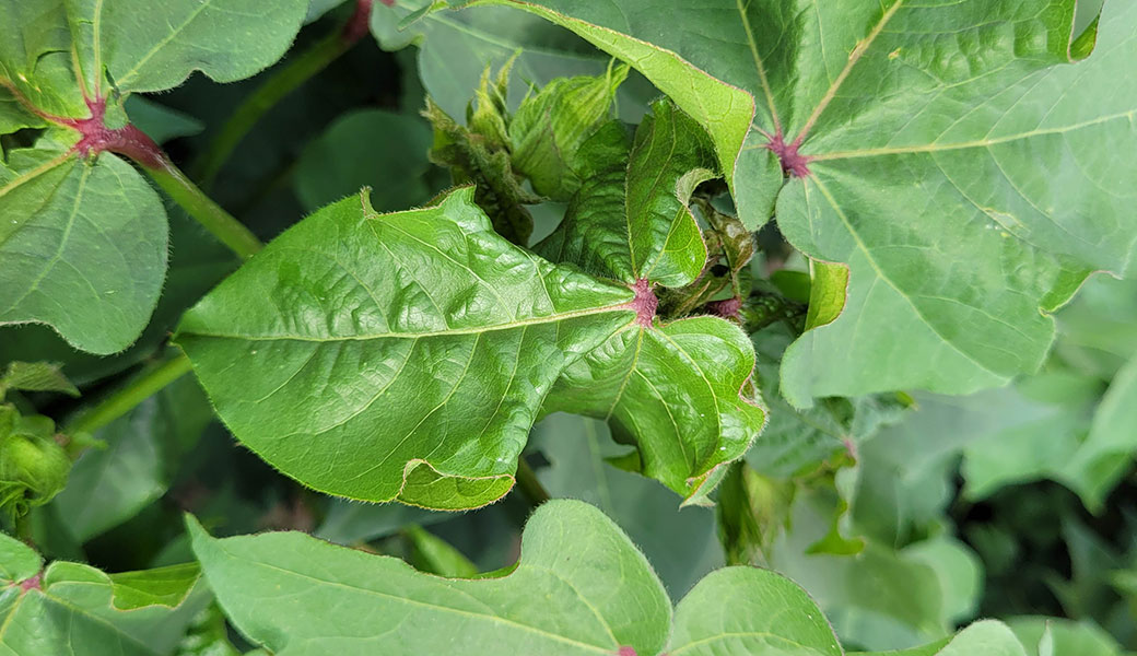 Cotton leaf roll dwarf virus causes symptoms such as leaf reddening, crinkling and curling, as well as deformation of cotton bolls.