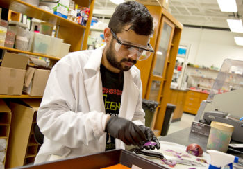 Sujan Paudel working in laboratory