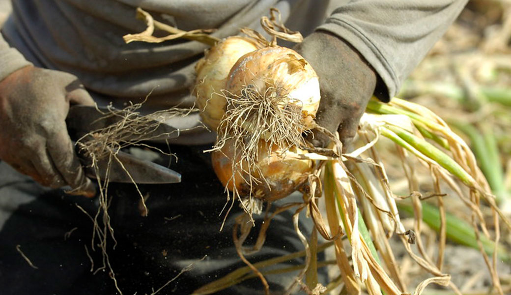 hands holding a vidalia onion