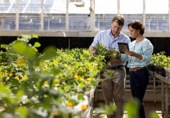 David and Soraya Leal-Bertioli in a greenhouse