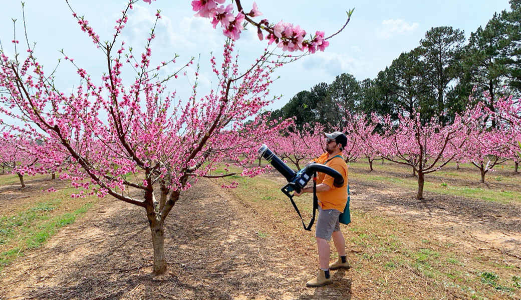 Entomologist Brett Blaauw uses a reverse-flow leaf blower to collect insects from peach trees.