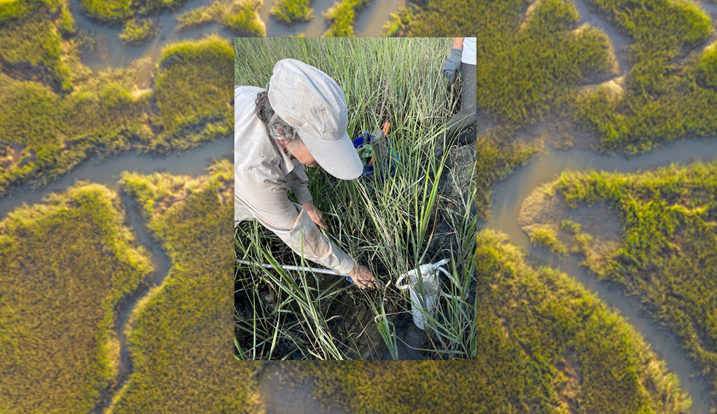University of Georgia researcher Lori Sutter working in marsh