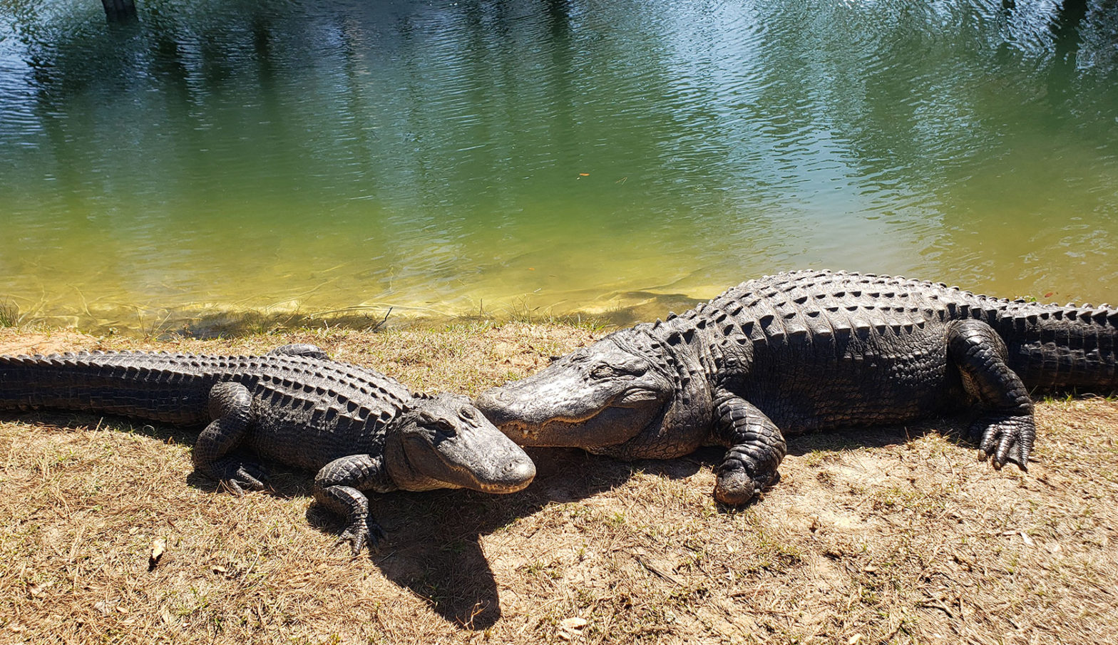 two alligators on the bank of a pond
