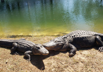 two alligators on the bank of a pond